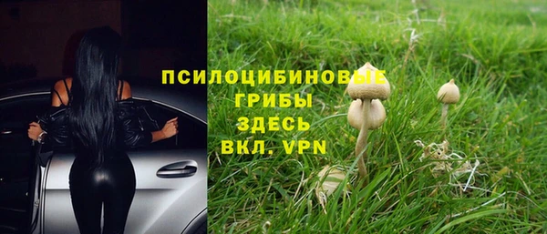 шишки Аркадак